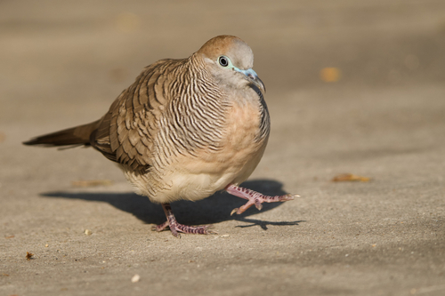 Zebra Dove