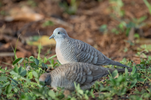 Zebra Dove