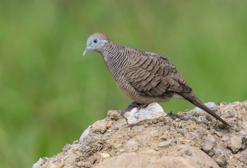 Zebra Dove