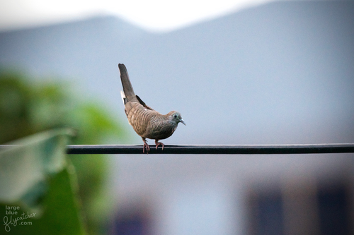 Zebra Dove