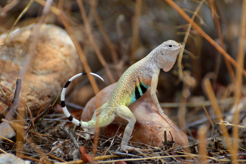 Zebra-tailed Lizard