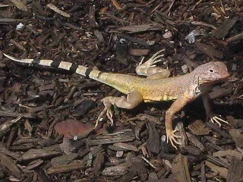 Zebra-tailed Lizard