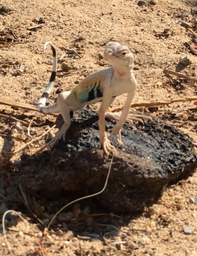 Zebra-tailed Lizard