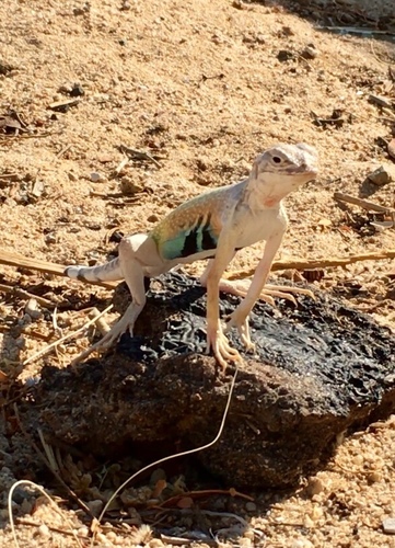 Zebra-tailed Lizard