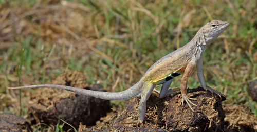 Zebra-tailed Lizard
