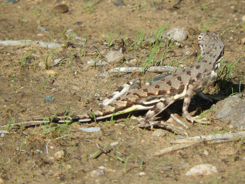 Zebra-tailed Lizard