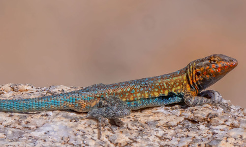 Common Side-blotched Lizard