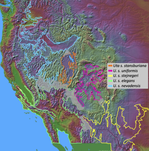 Common Side-blotched Lizard