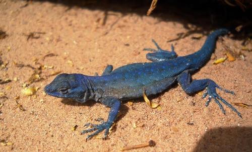 Common Side-blotched Lizard