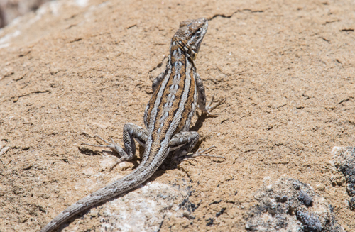 Common Side-blotched Lizard