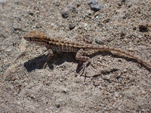 Common Side-blotched Lizard