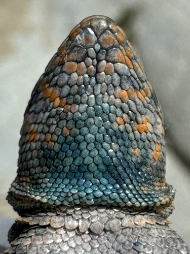 Common Side-blotched Lizard