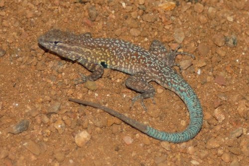 Common Side-blotched Lizard