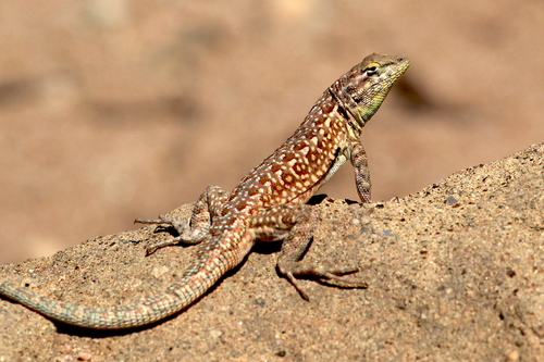 Common Side-blotched Lizard