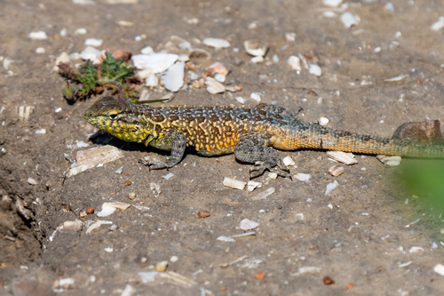Common Side-blotched Lizard