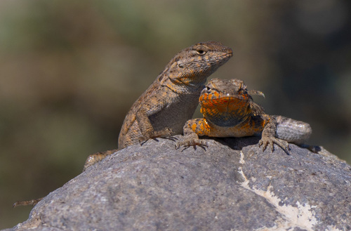 Common Side-blotched Lizard