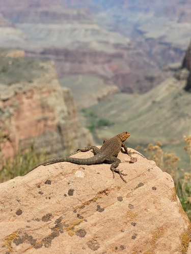 Common Side-blotched Lizard