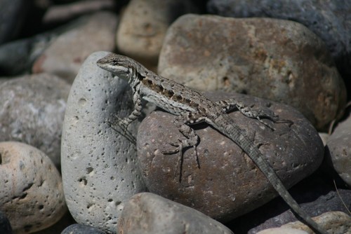 Ornate Tree Lizard