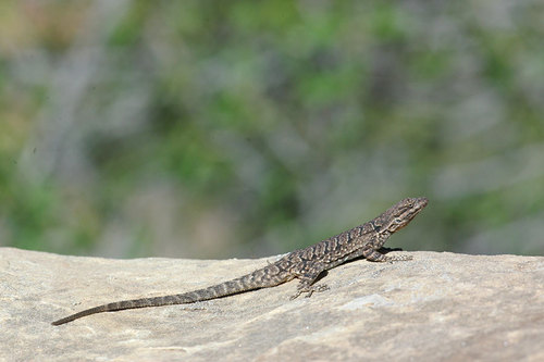 Ornate Tree Lizard