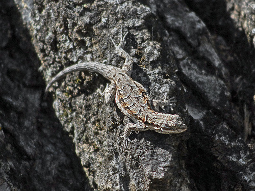 Ornate Tree Lizard