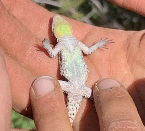 Ornate Tree Lizard
