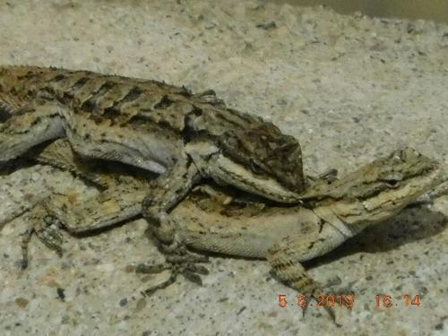 Ornate Tree Lizard