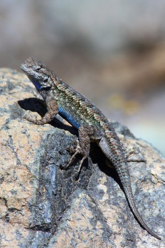 Spiny Lizards