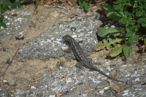 Spiny Lizards