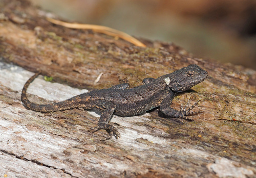 Eastern Fence Lizard