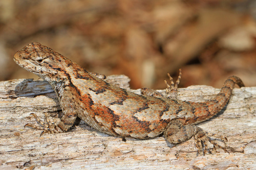 Eastern Fence Lizard
