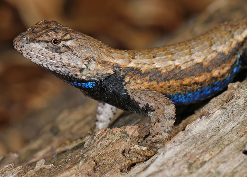 Eastern Fence Lizard