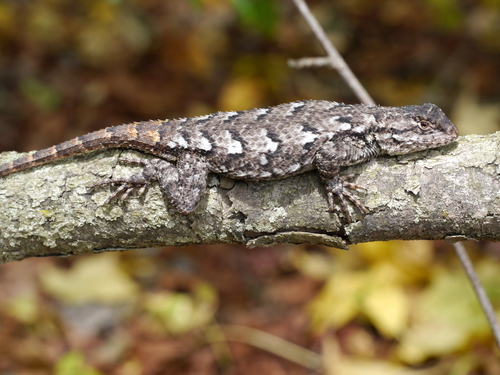 Eastern Fence Lizard