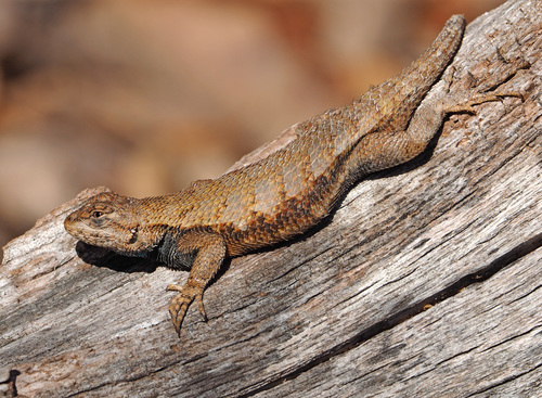 Eastern Fence Lizard