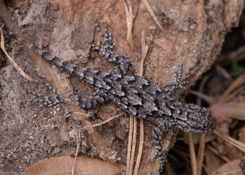 Eastern Fence Lizard