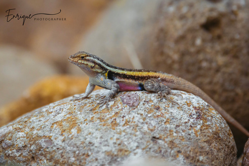 Rose-bellied Lizard