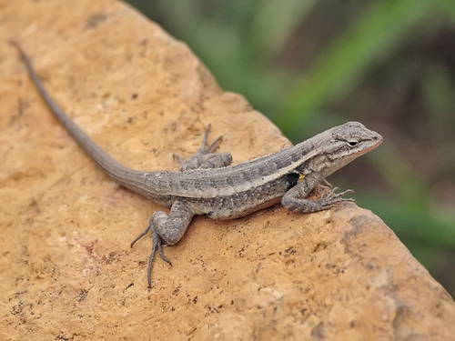 Rose-bellied Lizard