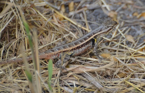 Rose-bellied Lizard