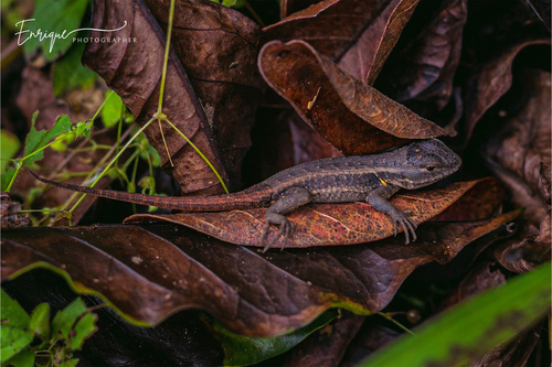 Rose-bellied Lizard