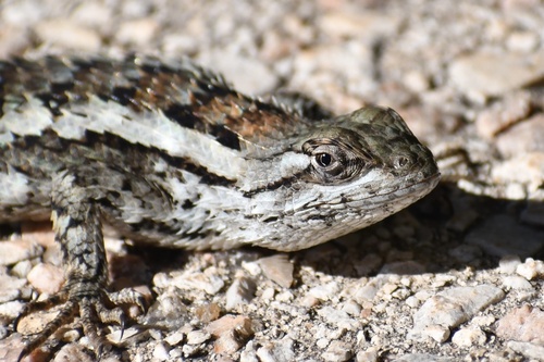 Texas Spiny Lizard