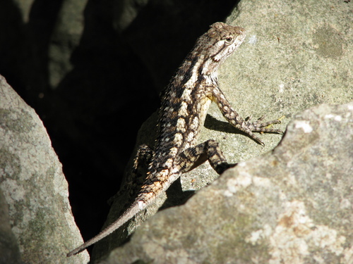 Texas Spiny Lizard