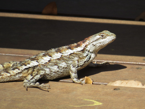 Texas Spiny Lizard