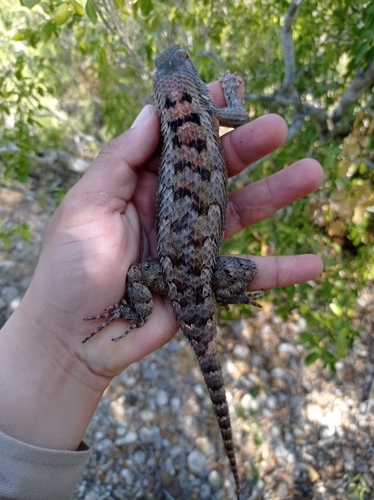 Texas Spiny Lizard
