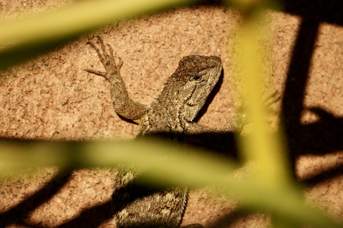Western Fence Lizard