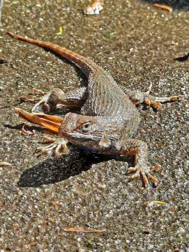 Western Fence Lizard
