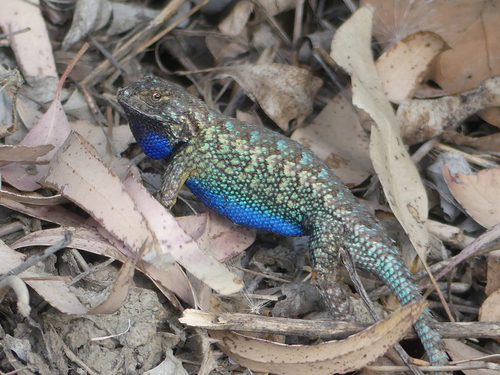 Western Fence Lizard