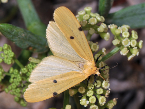 Four-spotted Footman