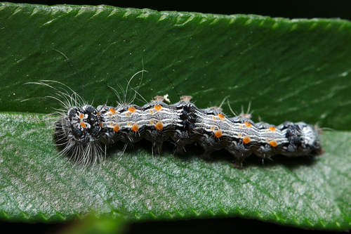 Four-spotted Footman