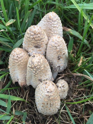 scaly ink cap