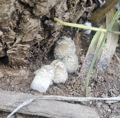 scaly ink cap