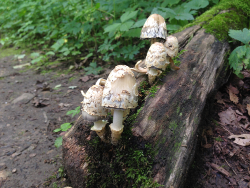 scaly ink cap